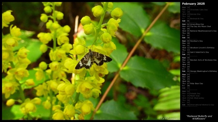 Redwood Butterfly and Wildflowers