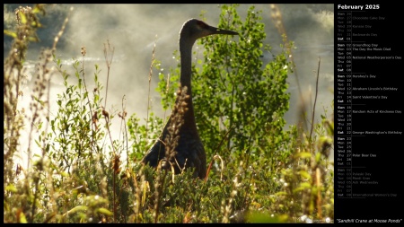 Sandhill Crane at Moose Ponds