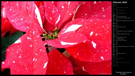 Shimmer Star Surprise Poinsettia