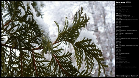 Snow on Evergreen Branches