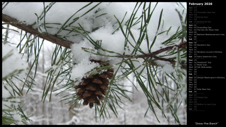 Snowy Pine Branch