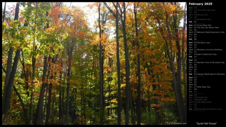 Sunlit Fall Forest