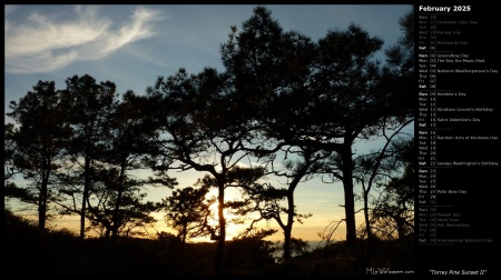 Torrey Pine Sunset II