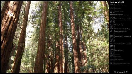 Up to Redwoods II