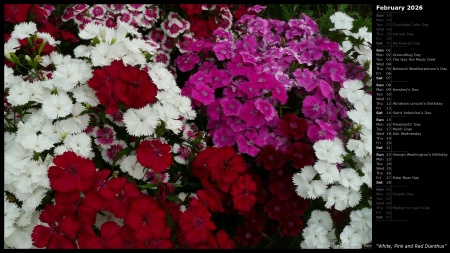 White, Pink and Red Dianthus