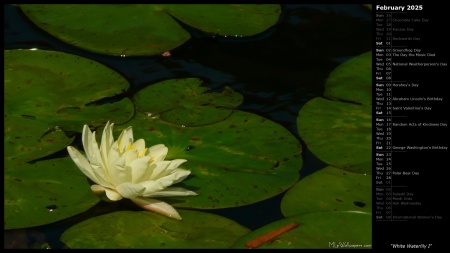 White Waterlily I