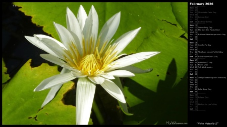 White Waterlily II