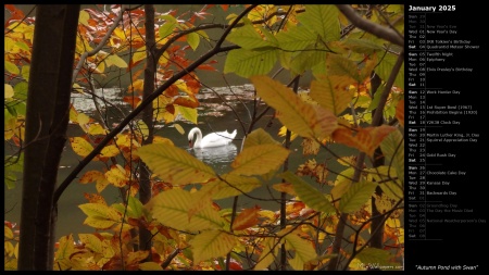 Autumn Pond with Swan