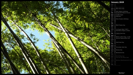 Bamboo