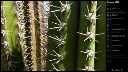 Barrel Cactus II