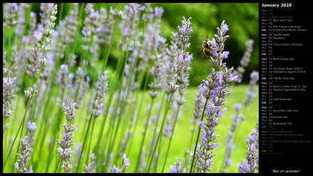 Bee on Lavender