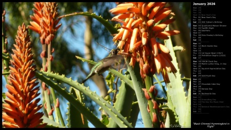 Black-Chinned Hummingbird in Flight