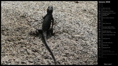 Black Lizard