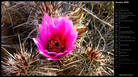 Blossoming Cactus