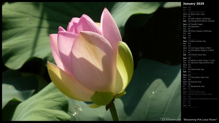 Blossoming Pink Lotus Flower