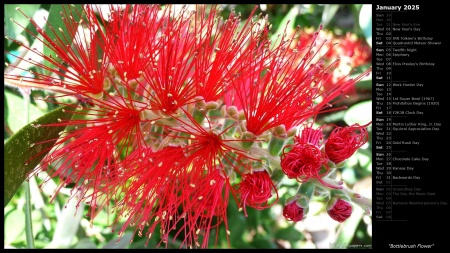 Bottlebrush Flower