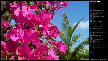 Bougainvillea and Palm Tree