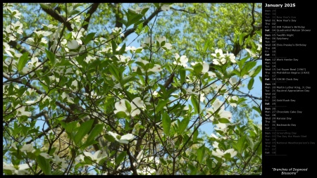 Branches of Dogwood Blossoms