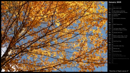 Branches of Maple Leaves II