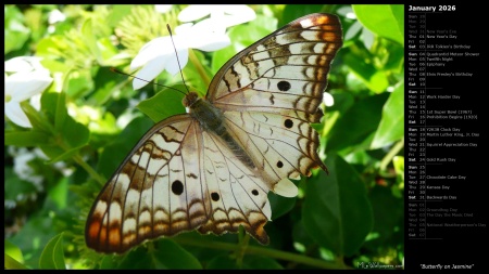 Butterfly on Jasmine