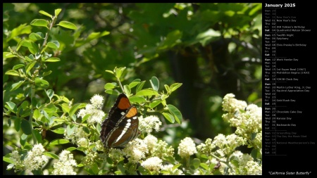 California Sister Butterfly