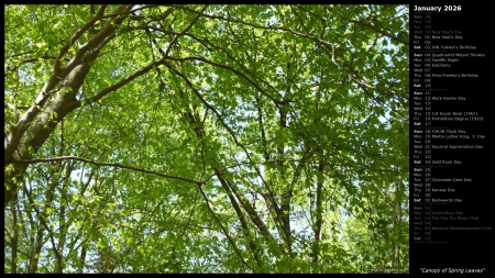 Canopy of Spring Leaves