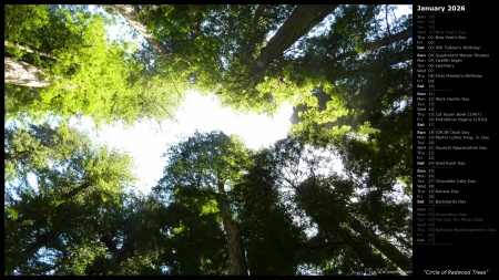 Circle of Redwood Trees