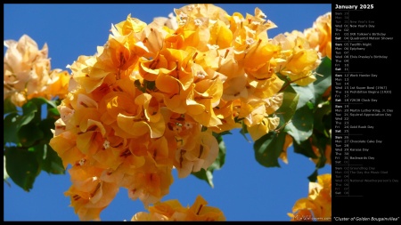 Cluster of Golden Bougainvillea