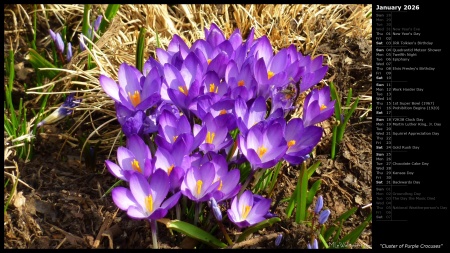 Cluster of Purple Crocuses