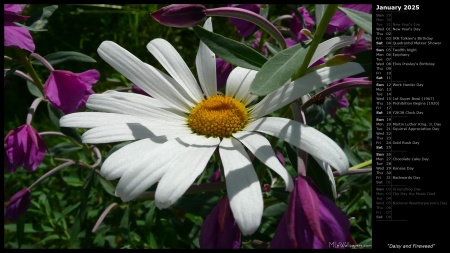 Daisy and Fireweed