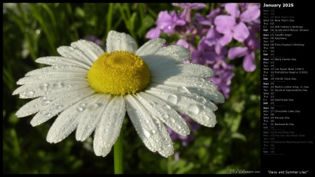 Daisy and Summer Lilac