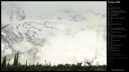 Elk at Grand Teton