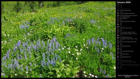 Field of Wildflowers at Mount Rainier