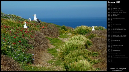 Flowers and Seagulls on Anacapa Island