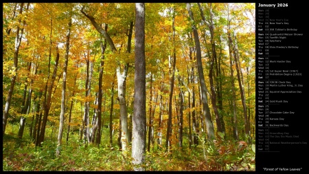 Forest of Yellow Leaves