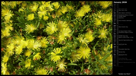 Golden Ice Plant