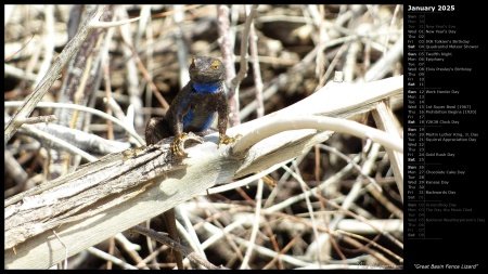 Great Basin Fence Lizard