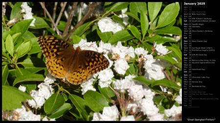 Great Spangled Fritillary