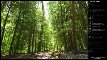 Hemlock Trail at Laurel Hill State Park I