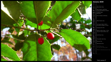 Holly Leaves II