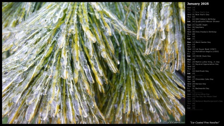 Ice-Coated Pine Needles