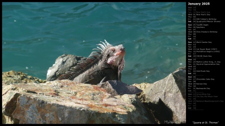 Iguana at St. Thomas