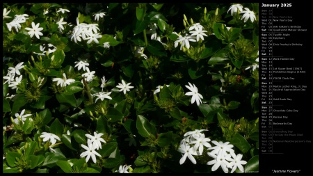 Jasmine Flowers