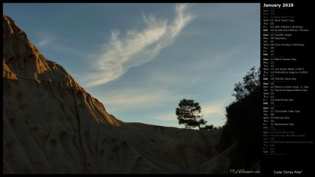 Lone Torrey Pine