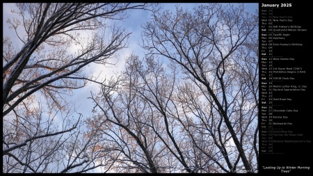 Looking Up to Winter Morning Trees