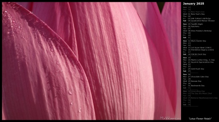 Lotus Flower Petals