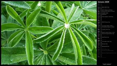 Lupin Leaves