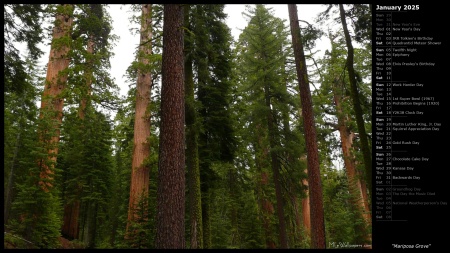 Mariposa Grove