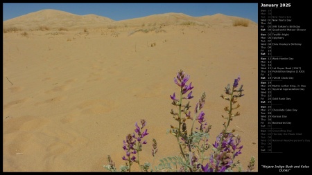 Mojave Indigo Bush and Kelso Dunes