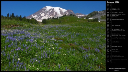 Mount Rainier with Purple Lupins